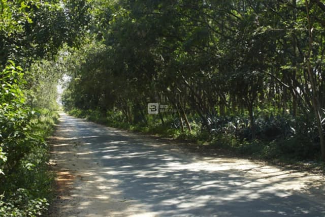 Maxworth Max Blossom