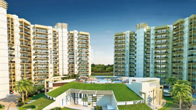 Orris Aster Court Premier