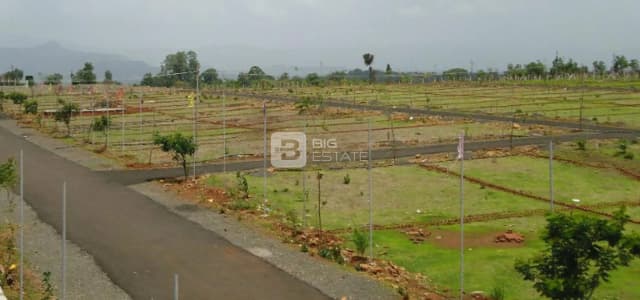 Maple Landseed Maple Landseed