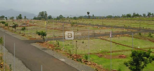 Imperia True Gold 8A